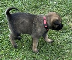 Small #2 Belgian Malinois