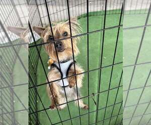 Mutt Dogs for adoption in Turlock, CA, USA