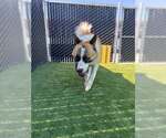 OLIVERO - Male Akita Dog for Adoption - Small photo