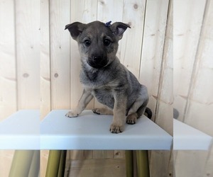 Norwegian Elkhound Puppy for sale in GOSHEN, IN, USA