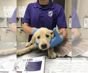 Labrador Retriever Dogs for adoption in Conroe, TX, USA