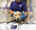 Small Labrador Retriever