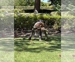 Small #4 German Shorthaired Pointer