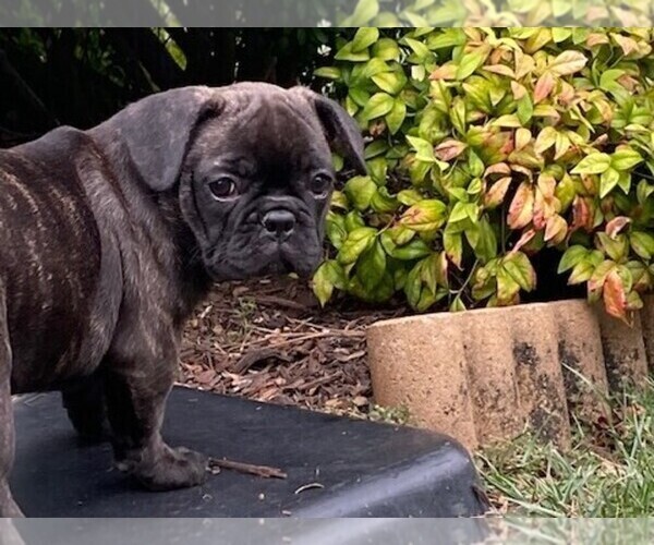 Medium Photo #1 French Bulldog Puppy For Sale in MOSELEY, VA, USA