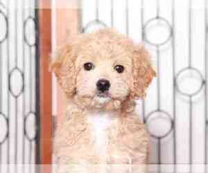 Cavapoo Puppy for sale in NAPLES, FL, USA