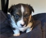 Puppy Puppy 6shepgirl Pembroke Welsh Corgi