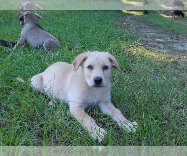 Medium Photo #18 Shepweiller Puppy For Sale in MC INTYRE, GA, USA