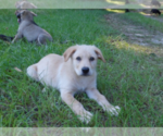 Small #17 Shepweiller