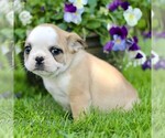Small #4 French Bulldog