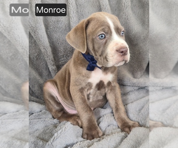 Medium Photo #2 Cane Corso Puppy For Sale in MINERAL WELLS, WV, USA