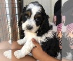 Small Photo #12 Springerdoodle Puppy For Sale in ANZA, CA, USA