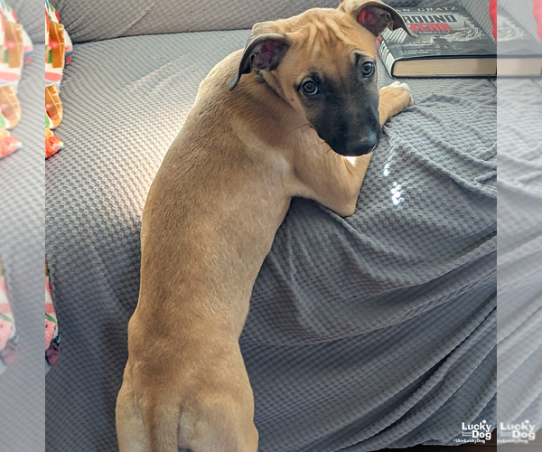 Medium Photo #8 Labrador Retriever-Unknown Mix Puppy For Sale in Washington, DC, USA