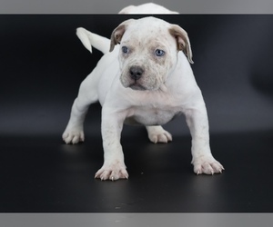 American Bully Puppy for sale in CHAMPAIGN, IL, USA