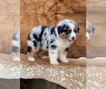 Small Photo #1 Australian Shepherd Puppy For Sale in WESLEY CHAPEL, FL, USA