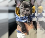 Small Photo #21 French Bulldog Puppy For Sale in SAN LEANDRO, CA, USA