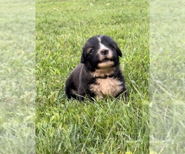 Medium Photo #6 Caucasian Shepherd Dog Puppy For Sale in TWINING, MI, USA