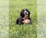 Small #5 Caucasian Shepherd Dog