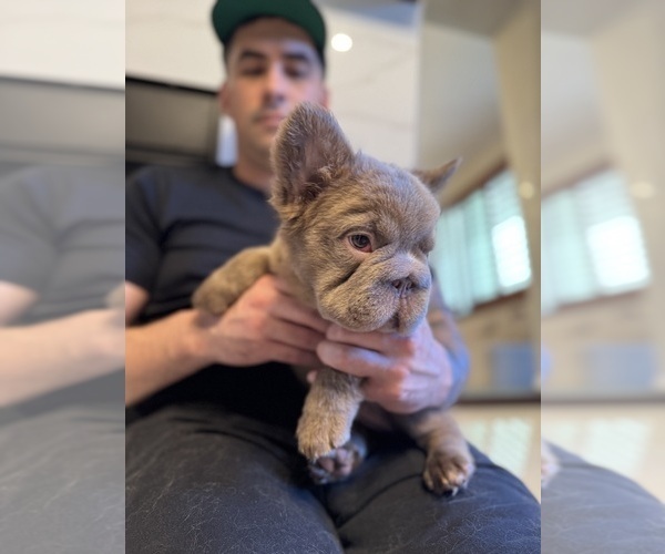 Medium Photo #5 French Bulldog Puppy For Sale in SAN DIEGO, CA, USA