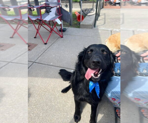 Medium Photo #3 Mutt Puppy For Sale in Bolivar, MO, USA