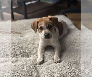 Red Heeler-Unknown Mix Dogs for adoption in Fenton, MO, USA
