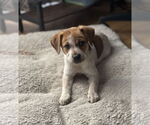 Small Red Heeler Mix