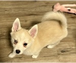 Small Photo #14 Pomsky Puppy For Sale in LOVELAND, CO, USA