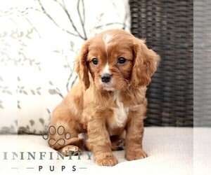 Cavalier King Charles Spaniel Puppy for sale in KINZERS, PA, USA
