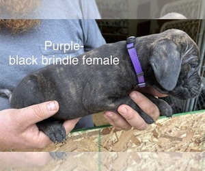 Medium Cane Corso