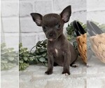 Small #20 Chihuahua