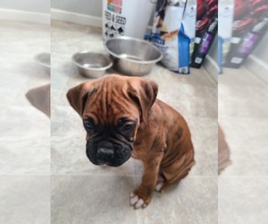 Boxer Puppy for sale in NAMPA, ID, USA
