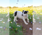 Small #14 Basenji-Rat Terrier Mix