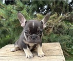 Small #3 French Bulldog