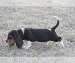 Small #4 Basset Hound