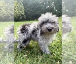 Small #31 Cavapoo (Miniature)