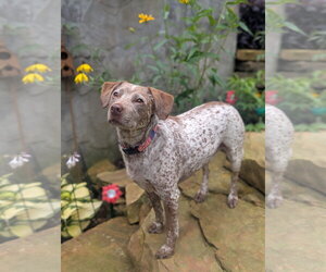 Dallas - *COURTESY LISTING* - Male Pointer-Unknown Mix Dog for Adoption - Photo #3