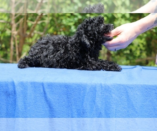 Medium Photo #21 Poodle (Toy) Puppy For Sale in DYERSBURG, TN, USA