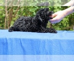 Small #20 Poodle (Toy)