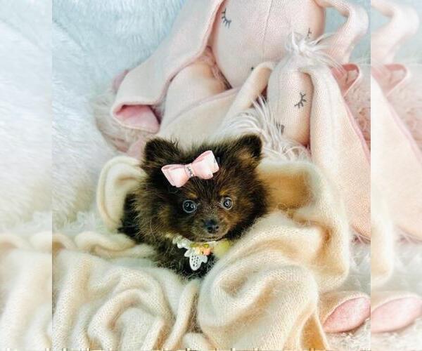 Medium Photo #8 Pomeranian Puppy For Sale in DELRAY BEACH, FL, USA