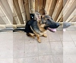 Small Photo #16 German Shepherd Dog Puppy For Sale in HESPERIA, CA, USA