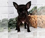 Small #1 Chihuahua