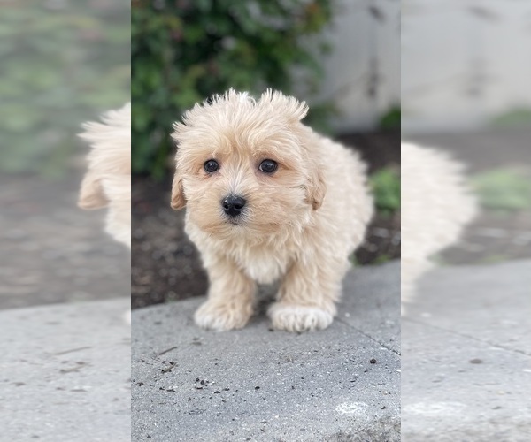 Medium Photo #3 Coton de Tulear-Poodle (Toy) Mix Puppy For Sale in CANOGA, NY, USA