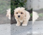 Small #2 Coton de Tulear-Poodle (Toy) Mix