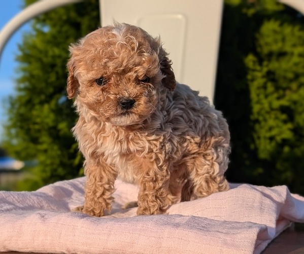 Medium Photo #44 Cavapoo (Miniature) Puppy For Sale in GOSHEN, IN, USA