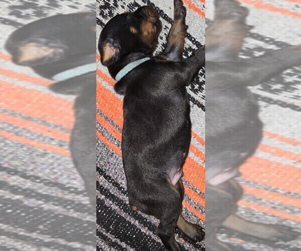 Medium Photo #23 Doberman Pinscher Puppy For Sale in WHEELING, IL, USA