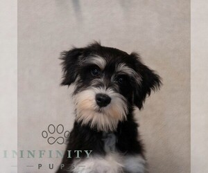 Schnauzer (Miniature) Puppy for sale in MIFFLINBURG, PA, USA