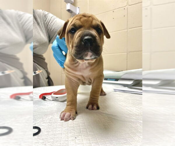 Medium Photo #1 Chinese Shar-Pei-Unknown Mix Puppy For Sale in Tallahassee, FL, USA