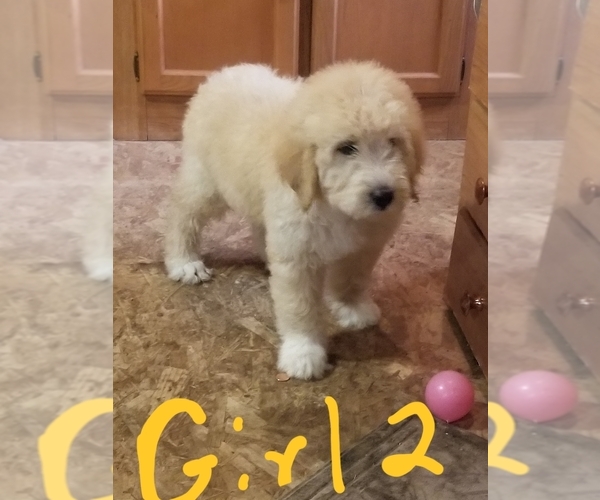 Medium Photo #4 Pyredoodle Puppy For Sale in PAWNEE, OK, USA