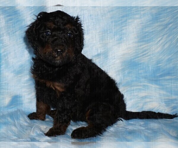 Medium Photo #3 Labradoodle Puppy For Sale in LA HABRA, CA, USA