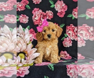 Cavapoo Puppy for sale in LEOLA, PA, USA