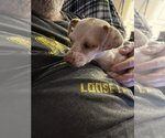 Small Photo #3 Chihuahua-Unknown Mix Puppy For Sale in Dallas, TX, USA
